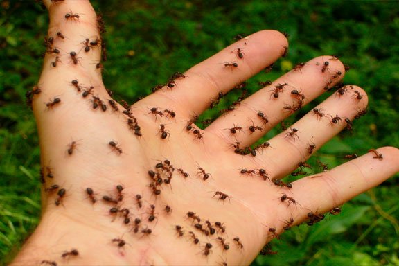 Soñando con hormigas en tu cuerpo