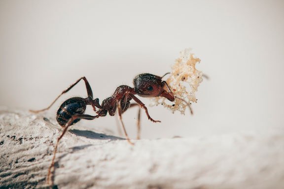 Sueñas con las hormigas en el suelo