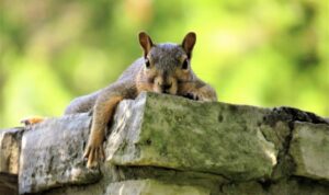 que-significa-sonar-con-ardillas-que-te-muerden